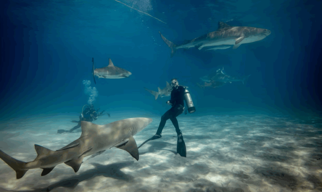 Dykare simmar med hajar