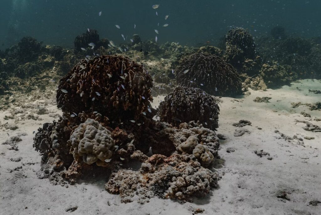 Dött korallrev.