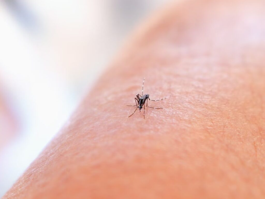 Mygga på hud.