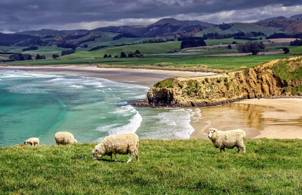 Får på Nya Zeeland resurs i krig.