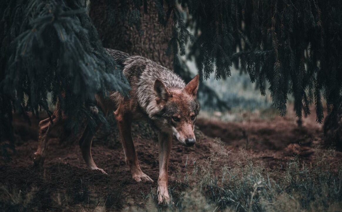 Varg lurar i skogen.