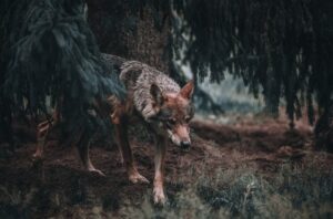 Varg lurar i skogen.