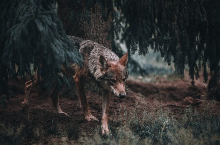 Varg lurar i skogen.