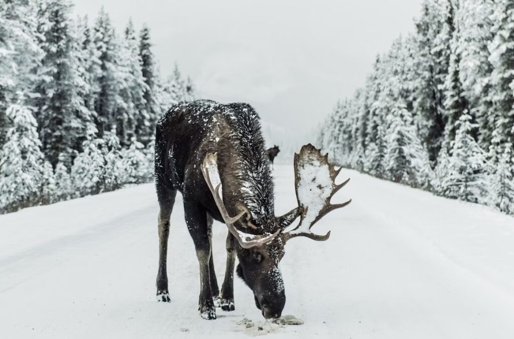 Älg i trafiken.