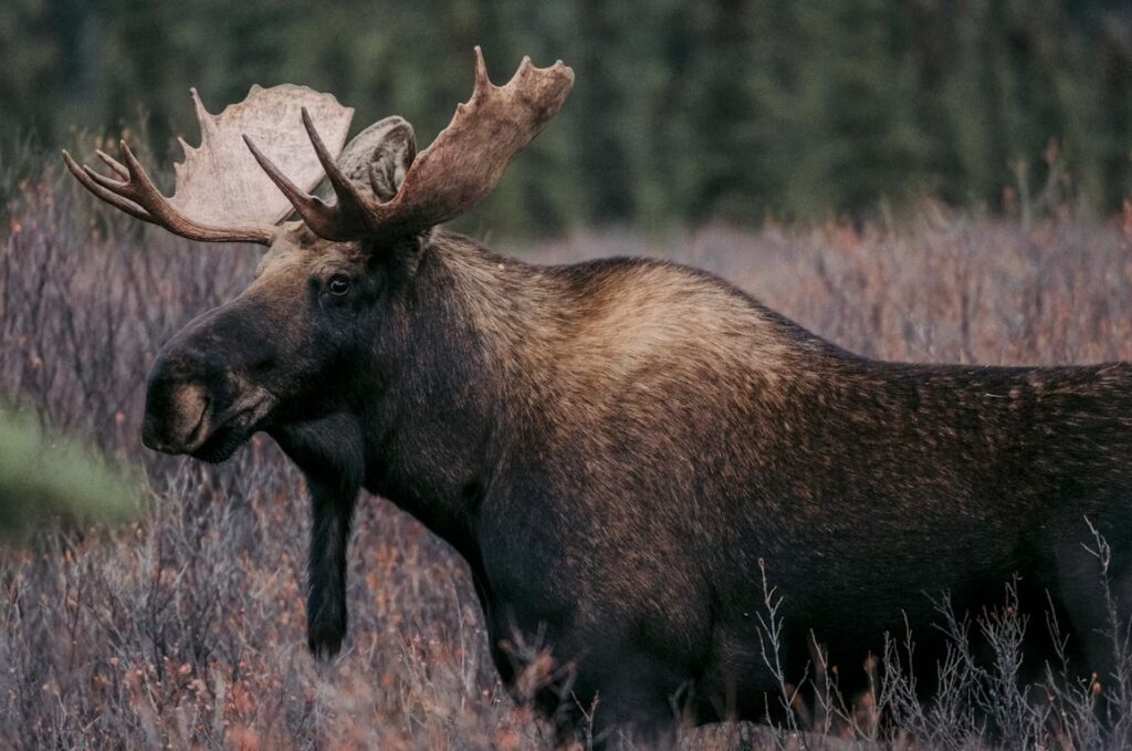 Stor brun älg.