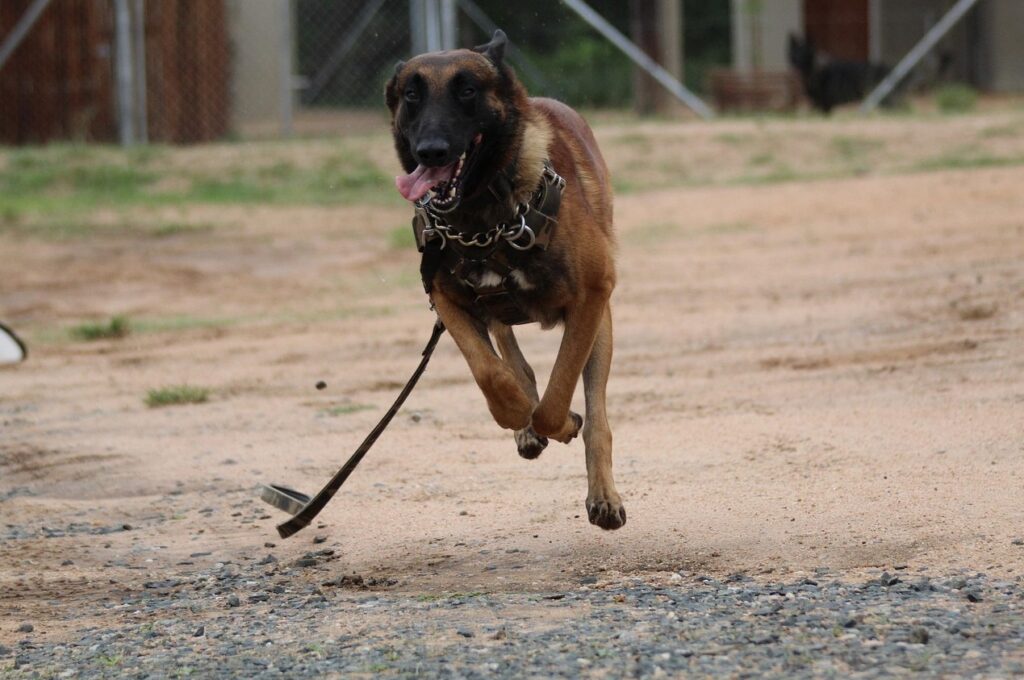 springande hund går till attack