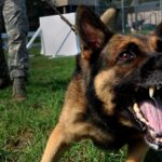 aggressiv hund attackerar