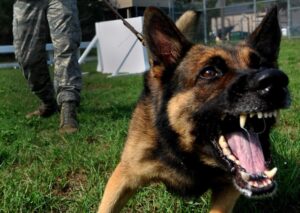 aggressiv hund attackerar